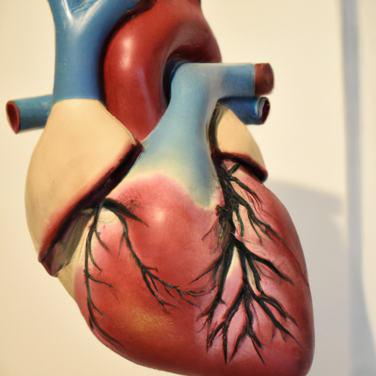 Close-up of intricate human heart model showcasing left ventricular noncompaction, highlighting complexity of  Left Ventricular Noncompaction (LVNC).
