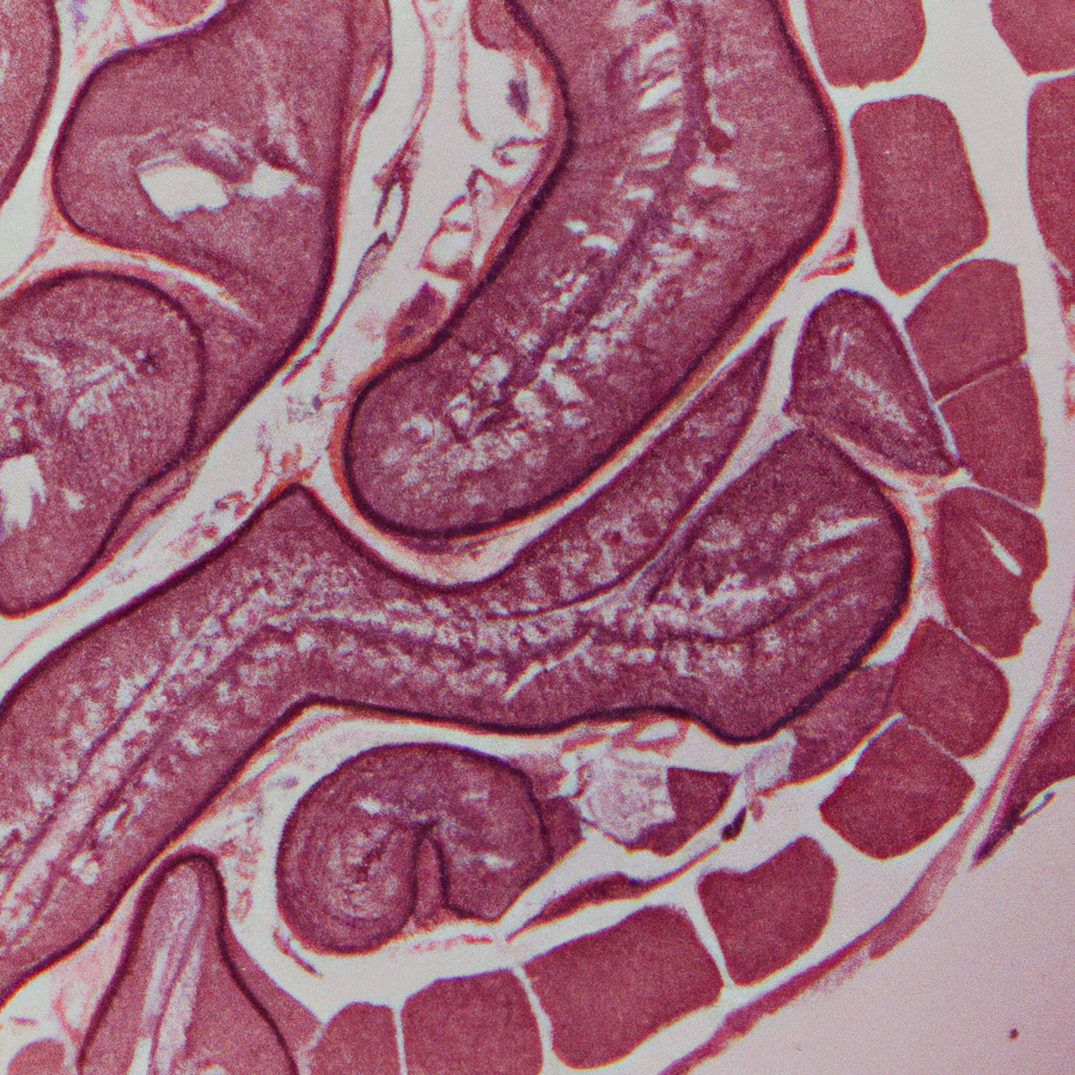 Close-up view of healthy spleen, showcasing intricate structure, vibrant colors, and sharp details of tissues and blood vessels.
